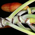 Bruguiera gymnorhiza (Large-leafed Orange Mangrove) stem オヒルギ<br />Canon KDX (400D) + EFS60 F2.8